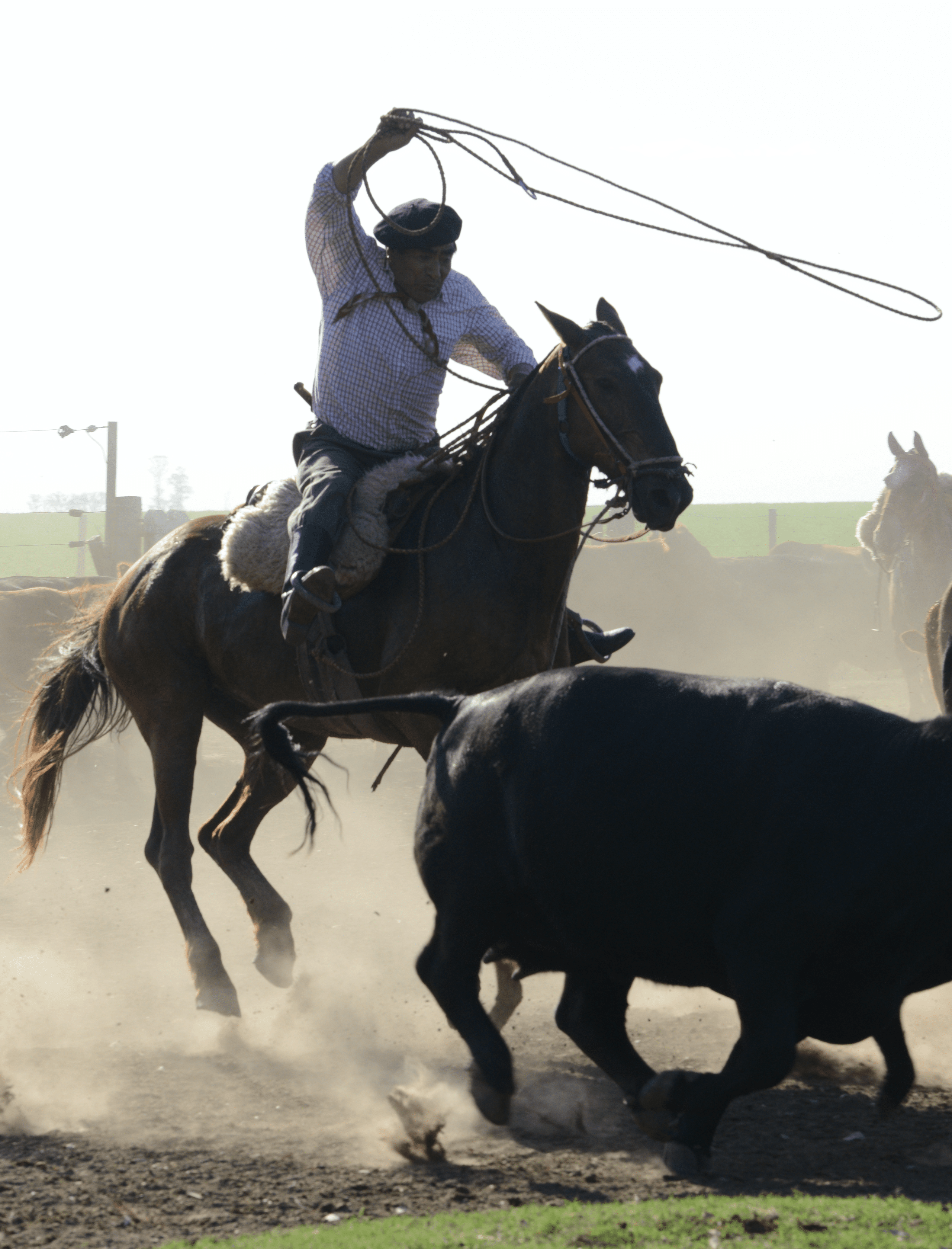 Gaucho Basko